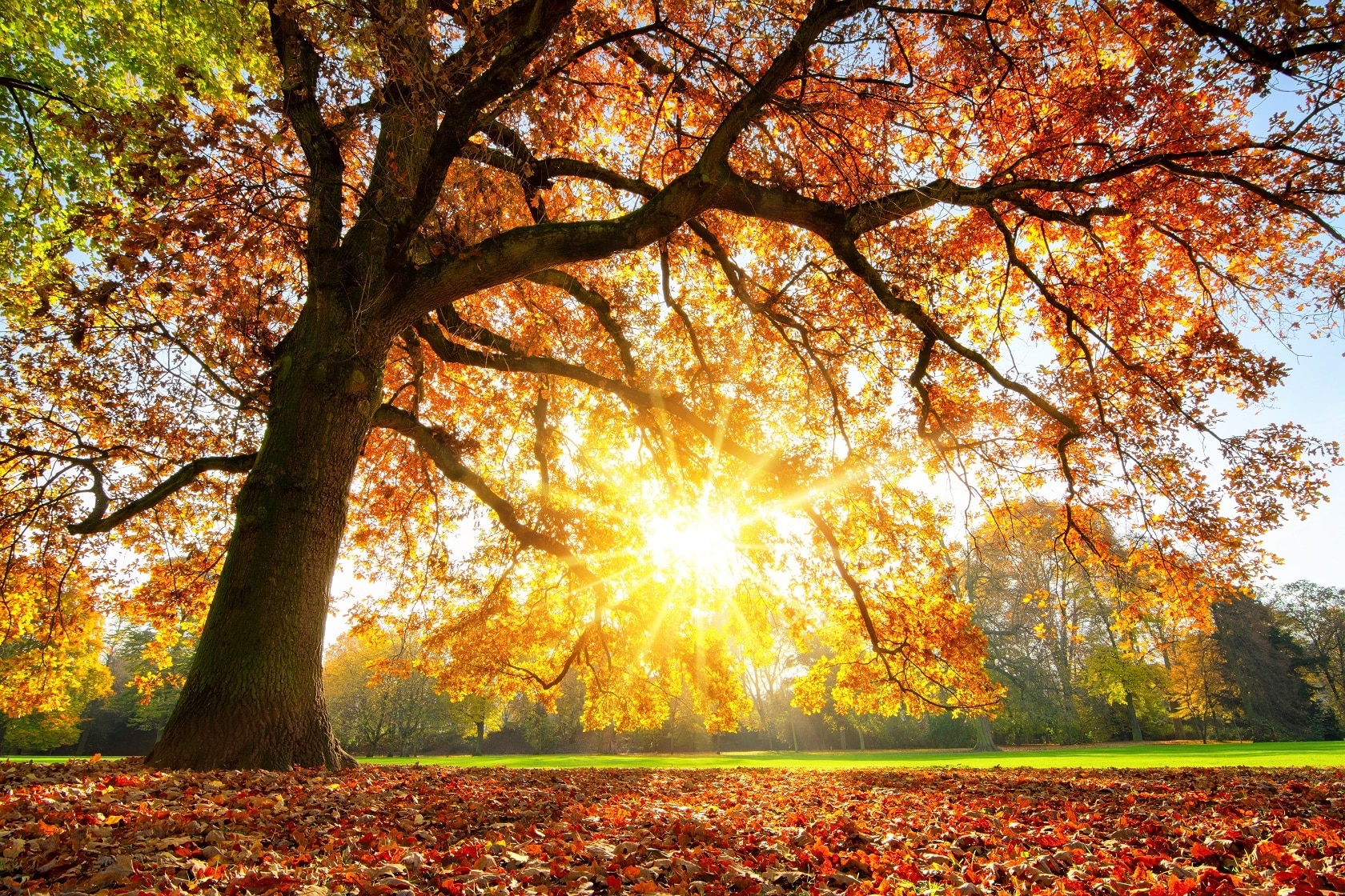 Paysage d'Automne : Chêne Flamboyant sous le Soleil Chêne centenaire aux feuilles d'automne flamboyantes sous un soleil perçant, tapis de feuilles rousses recouvrant le sol.